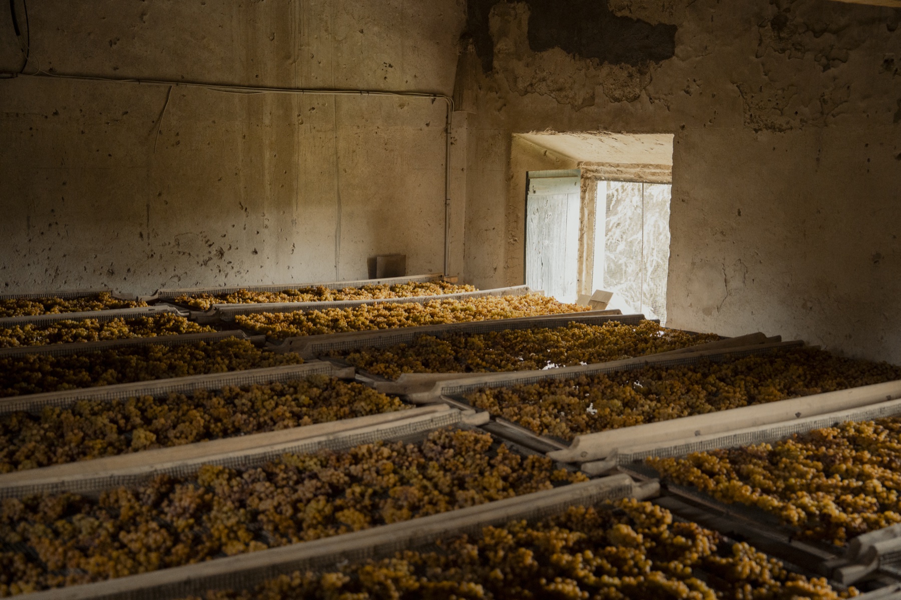 La stanza dell'appassimento con i graticci colmi di uva Malvasia