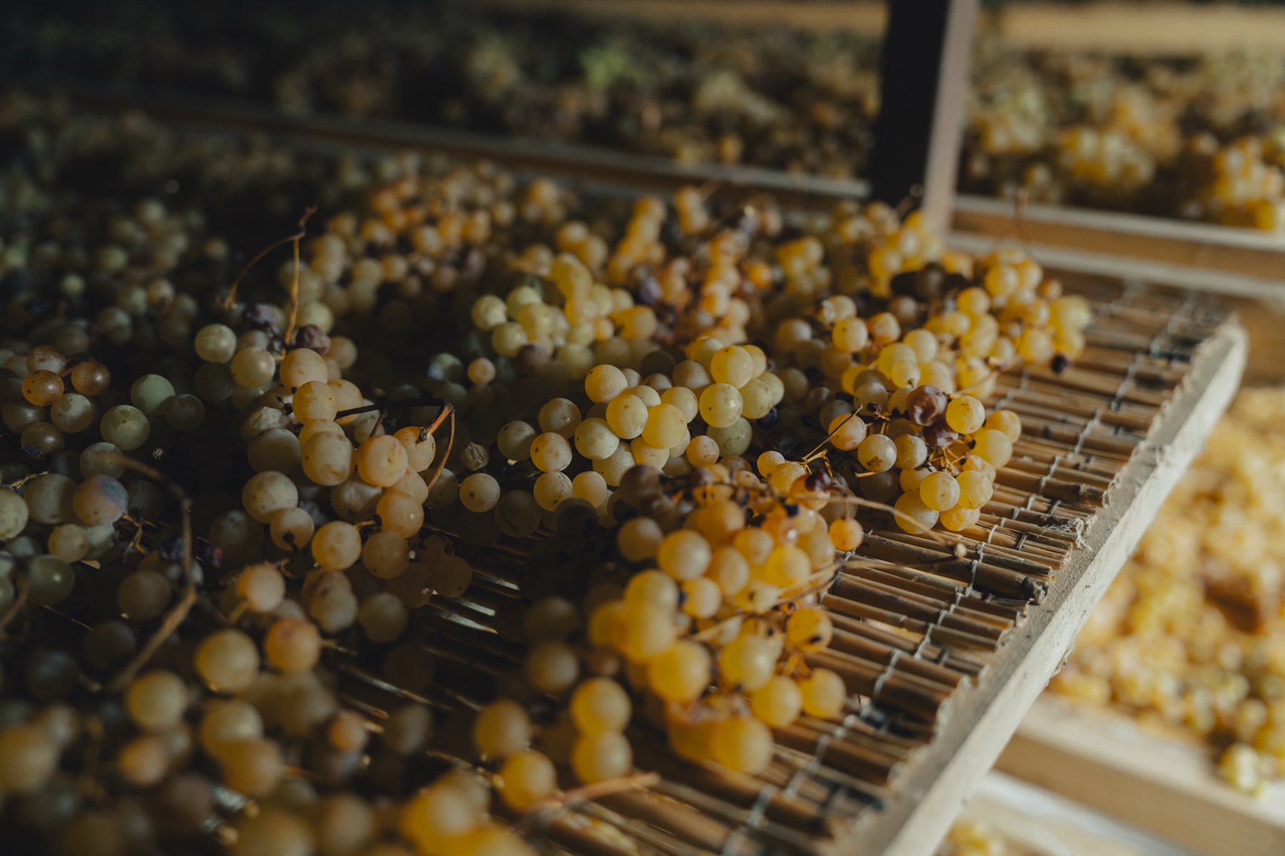 Grappoli di Malvasia in appassimento sui graticci
