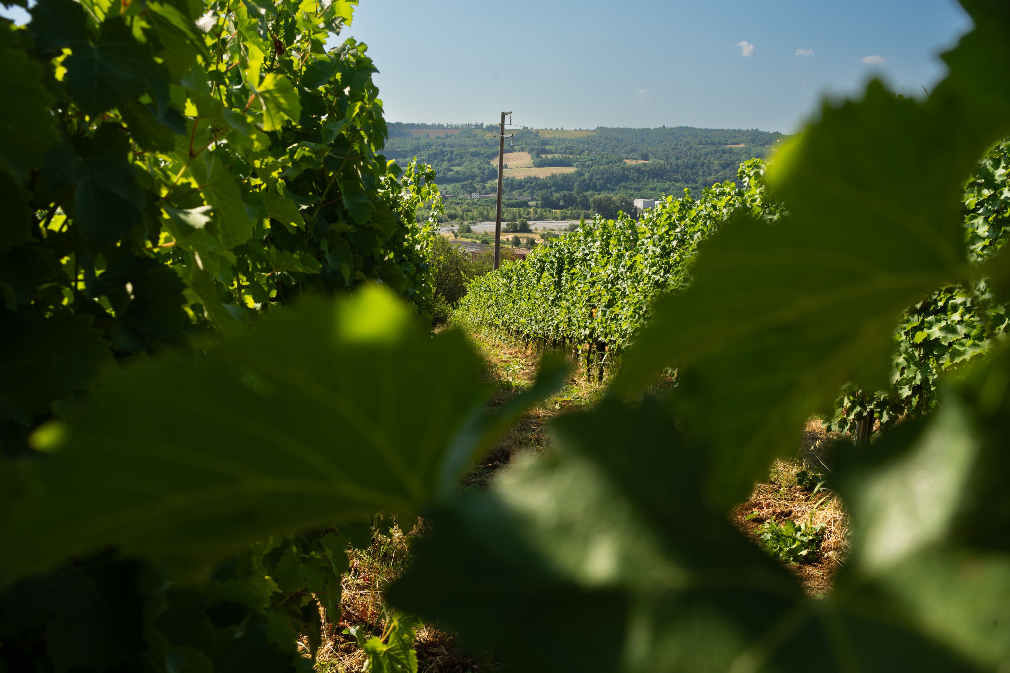 Fra i filari dei vigneti Barattieri