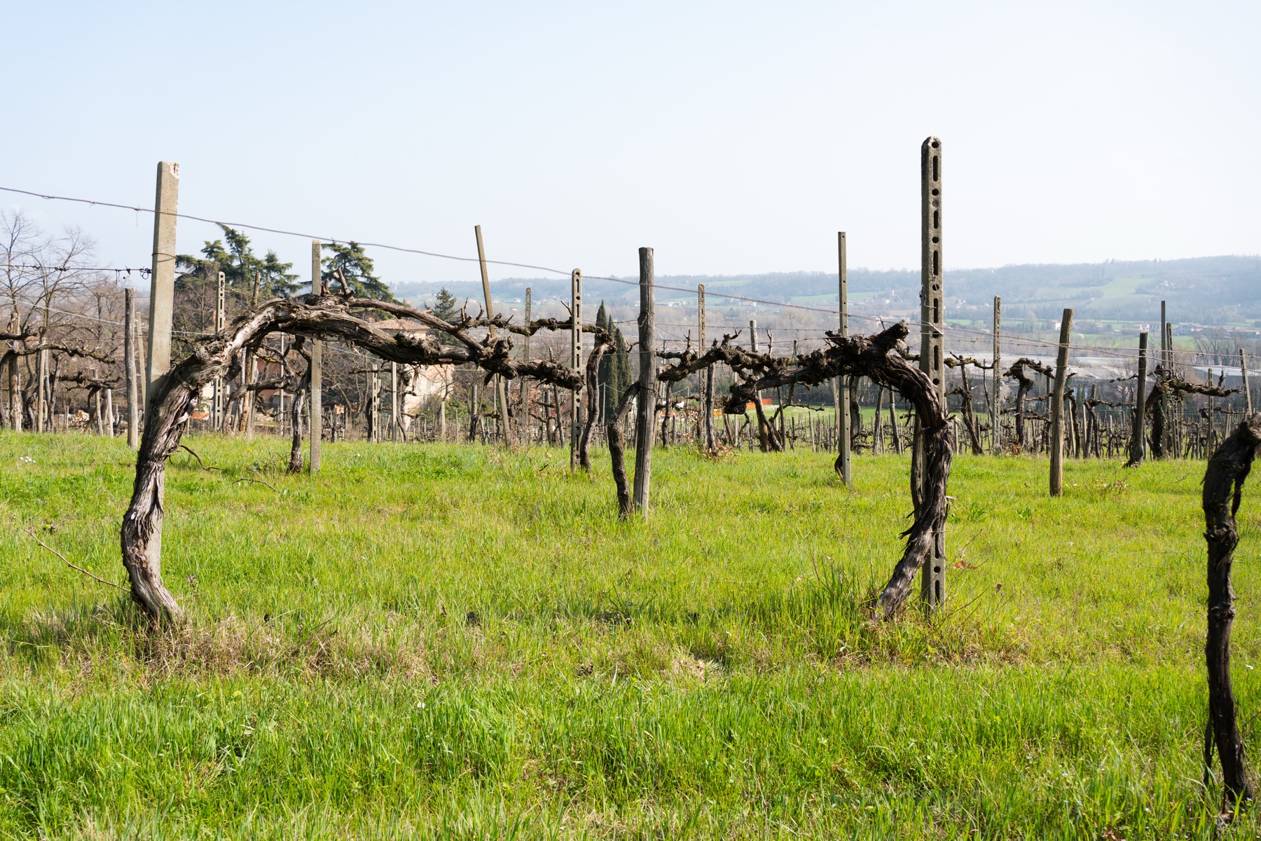 I vecchi ceppi del vigneto di Cabernet Sauvignon piantato nel 1962, sulle colline di Albarola