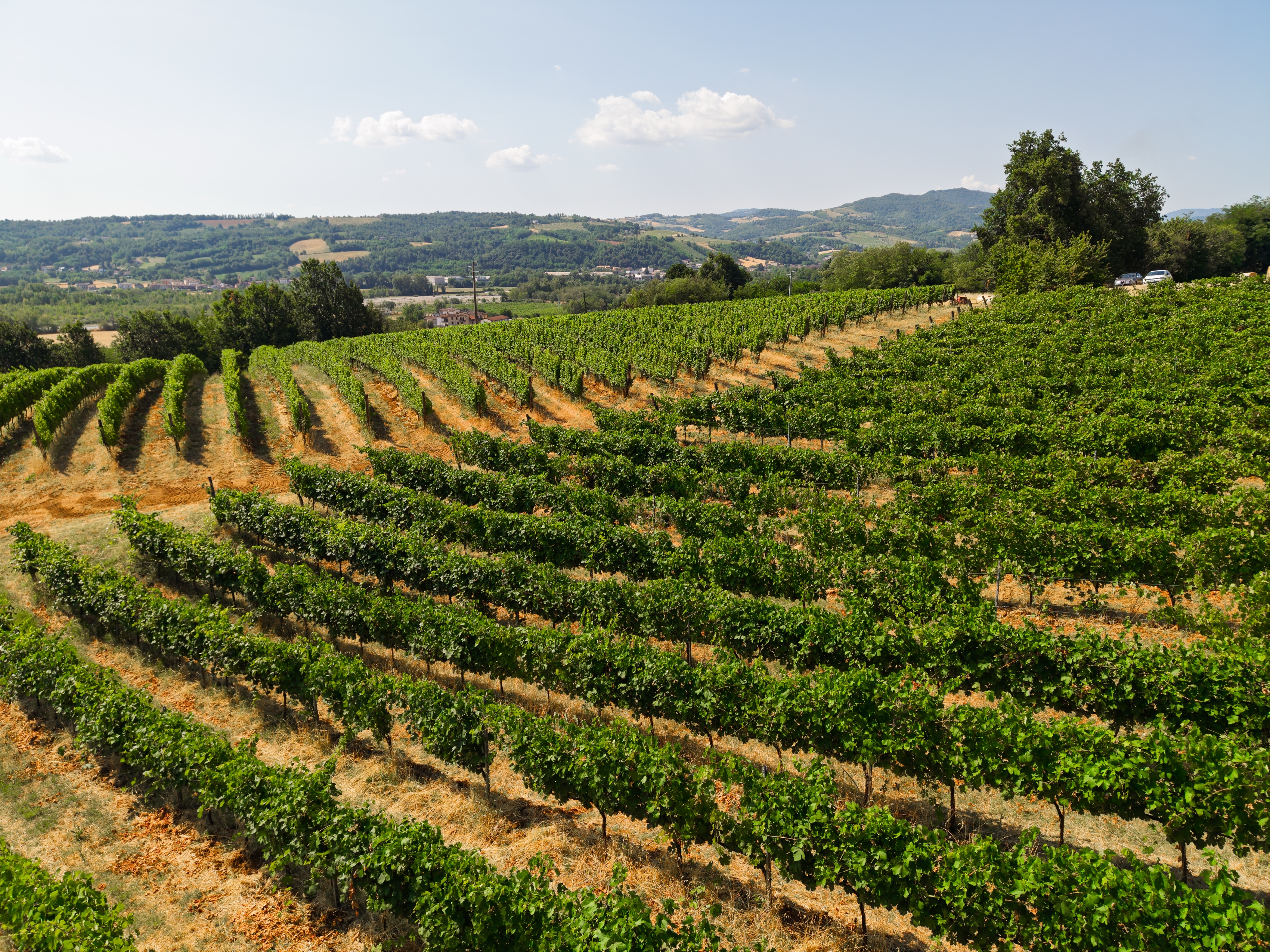 I vigneti Barattieri dall'alto